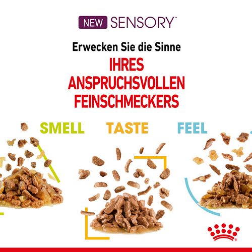 Royal Canin SENSORY Taste Nassfutter in Soße für wählerische Katzen 12 x 85 g