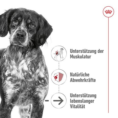 Royal Canin MEDIUM AGEING 10+ Nassfutter für ältere mittelgroße Hunde - VOLLE VE - 10 x 140 g