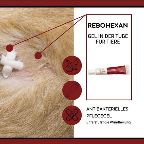 reboVet - ReboHexan - ANTIBAKTERIELLES PFLEGEGEL - 20 ml