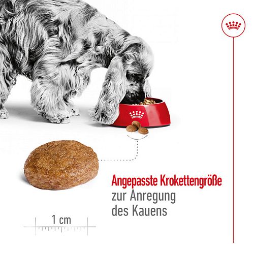 Royal Canin MEDIUM Adult 7+ Trockenfutter für ältere mittelgroße Hunde 10kg