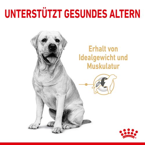 Royal Canin Labrador Retriever Adult 5+ Trockenfutter für Hunde ab 5 Jahren 