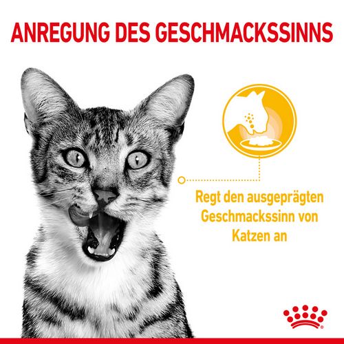 Royal Canin SENSORY Taste Nassfutter in Soße für wählerische Katzen 12 x 85 g