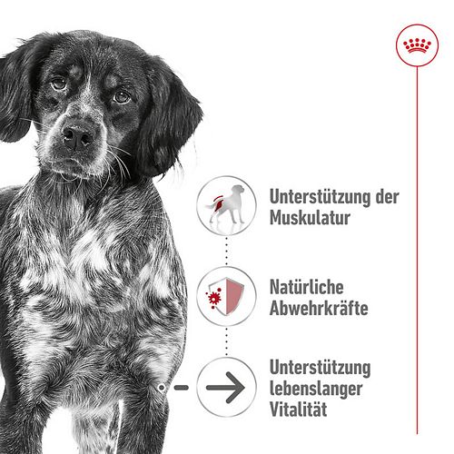 Royal Canin MEDIUM AGEING 7+ - Nassfutter HUND - 12 x 410 g