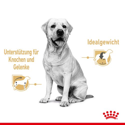 Royal Canin Labrador Retriever Adult Stückchen in Soße Nassfutter für Hunde